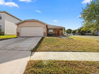 100 Cypress Willow