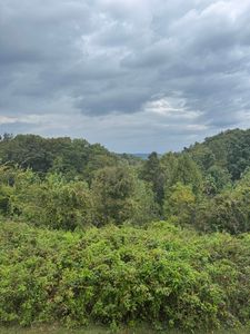 99 Tree Top Ln