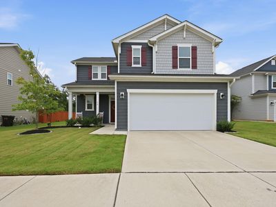 50 Purple Aster St