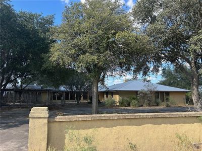 Honey Mesquite