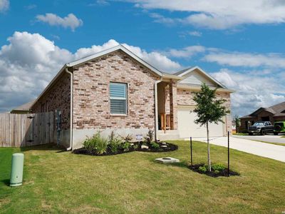 5904 American Elm
