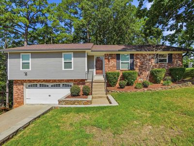12 Red Birch Cv