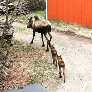 31805 Eagle River Rd