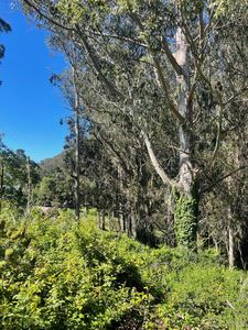 Property at 0 Larch Rd, Bolinas, CA