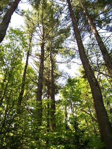 Property at 137 Stratton Arlington Rd, West Wardsboro, VT