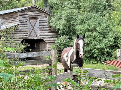 Property at 781 Clydeville Ln, Cottageville, SC
