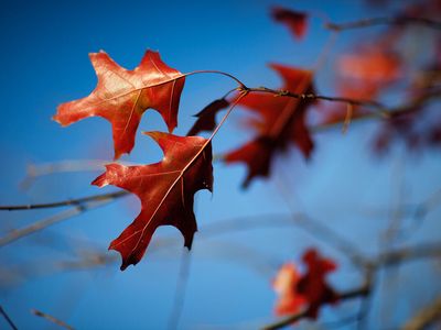 4726 W Paradise Avenue