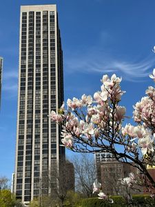 2650 N Lakeview Ave APT 3904