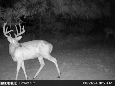 43 / Acres Monroe County Rd #445