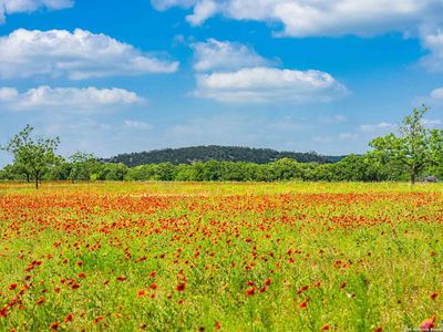 5248 lower crabapple