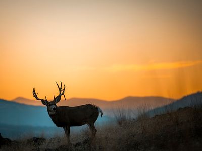 44625 Wild Horse Island Ln