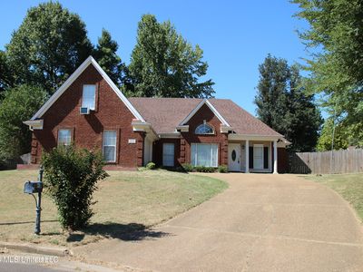 910 Scotch Pine Cv