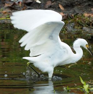 24 Heron Walk
